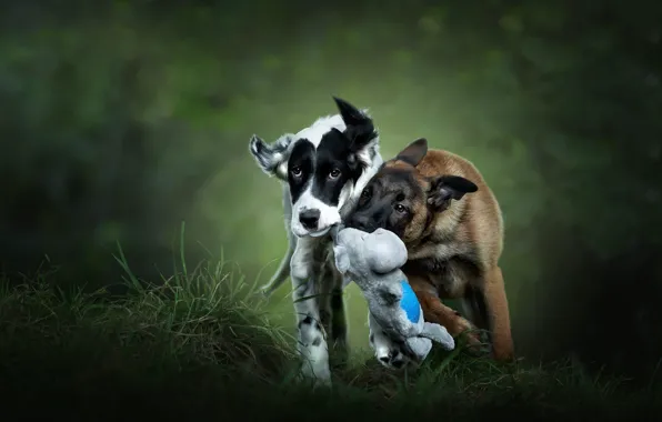 Dogs, grass, look, face, nature, pose, the dark background, toy