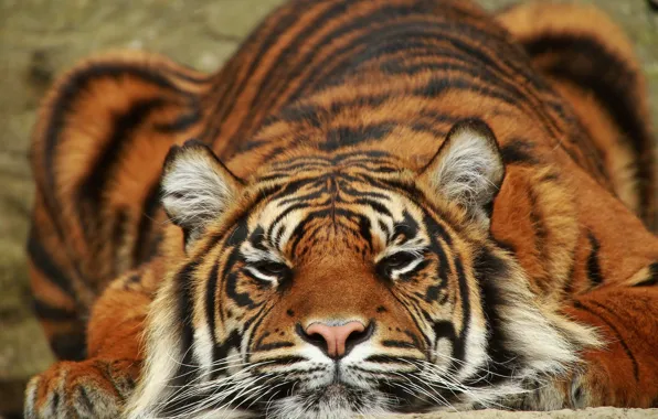 Picture tiger, predator, lies, Sumatra