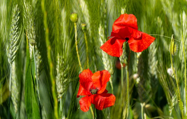 Greens, summer, flowers, rye, Maki, red, ears, cereals