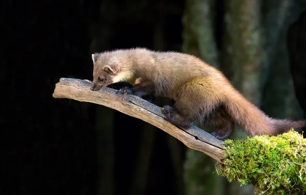 Branch, animal, marten, fur
