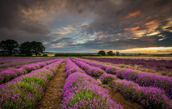 Picture field, clouds, sunset, nature, England, UK, lavender, Hampshire County