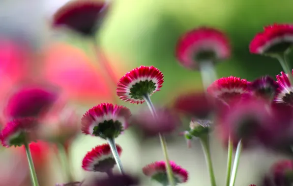 Flowers, plant, stem
