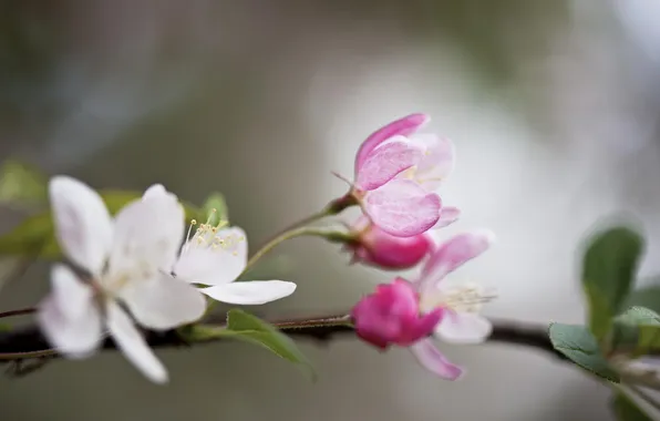 Picture flowers, branch, spring, fruit tree