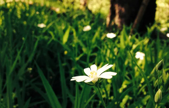 Forest, flower, macro, green, background, Daisy