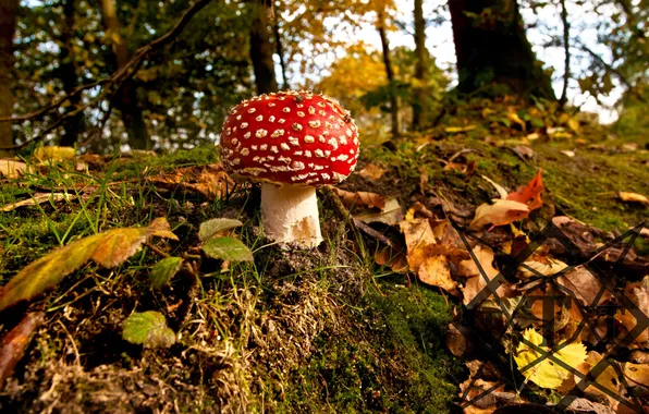 Picture autumn, forest, leaves, mushroom, mushroom, hill