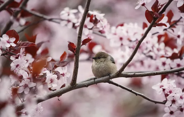 Tree, branch, spring, bird, flowering