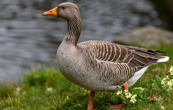 Grass, grey, bird, glade, pond, goose