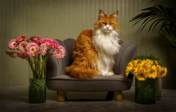 Cat, cat, look, face, flowers, pose, house, room