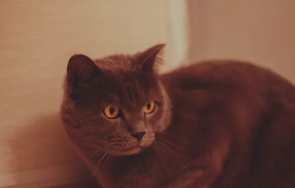 Grey, Cat, British