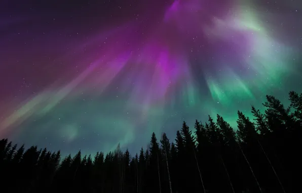Picture forest, the sky, stars, night, Northern lights