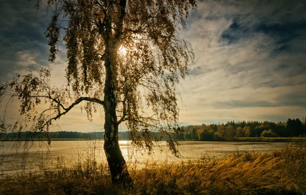 Autumn, forest, grass, light, tree, shore, birch, pond
