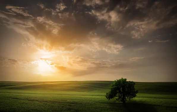 Picture field, the sky, the sun, tree, spring