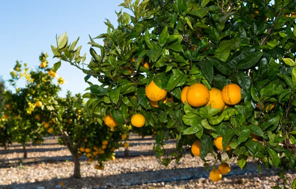 Picture nature, garden, nature, garden, orange trees, orange trees