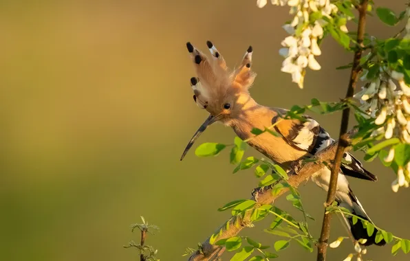 Light, flowers, bird, branch, hoopoe