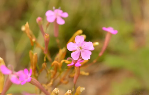 Flowers, pink flowers, Pink flowers