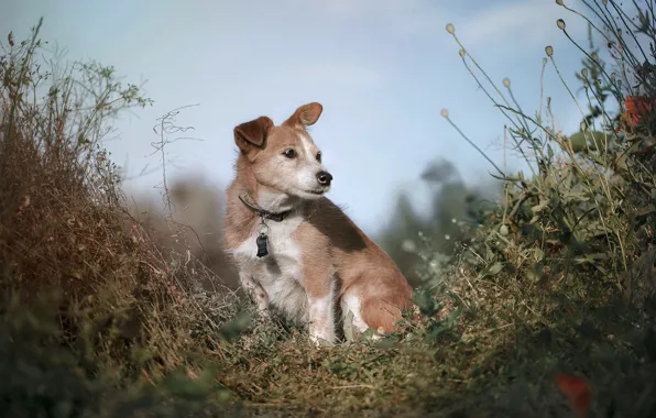 Nature, each, dog