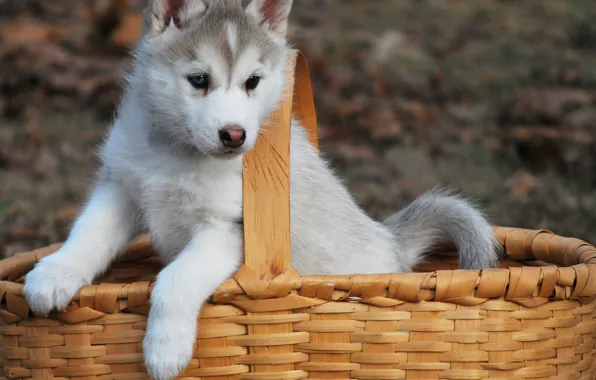 Picture basket, dog, puppy, husky