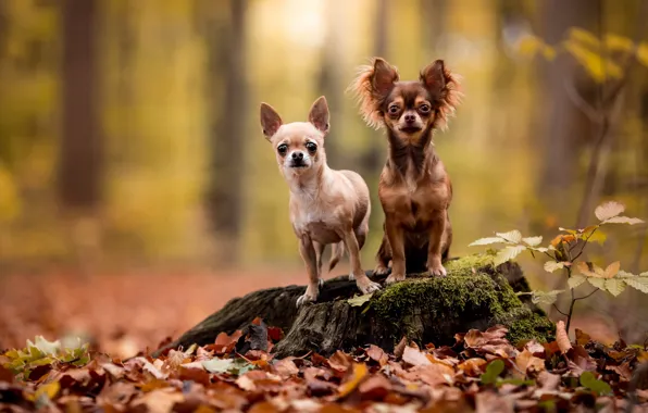 Autumn, forest, dogs, look, leaves, nature, pose, two