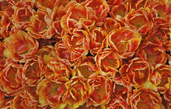 Picture texture, petals, tulips, orange, a lot