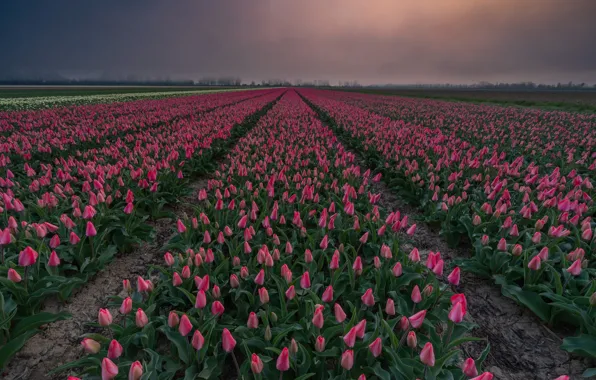 Field, the sky, flowers, clouds, fog, spring, dal, tulips