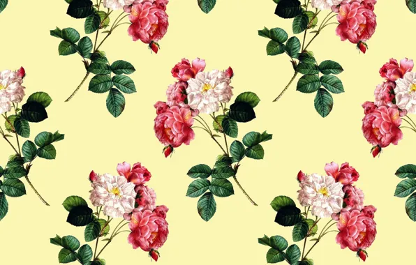 Picture yellow, background, roses, petals