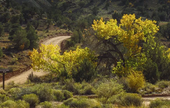 Picture road, autumn, trees, colors, road, trees, Autumn, fall