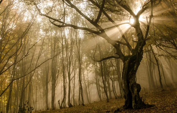 Autumn, forest, the sun, rays, trees, branches, fog, foliage