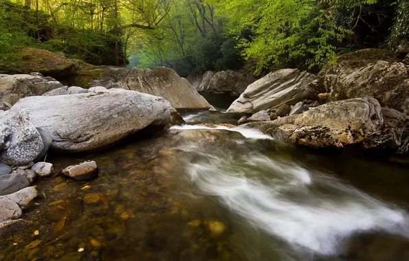 Greens, forest, nature, stream, stones, photo