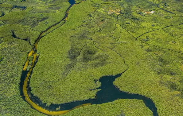 Nature, river, plant, swamp, The view from the top
