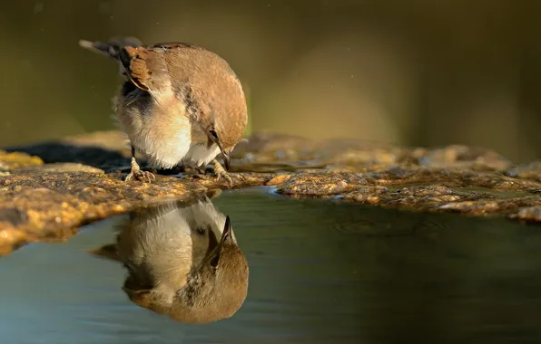 Water, reflection, bird