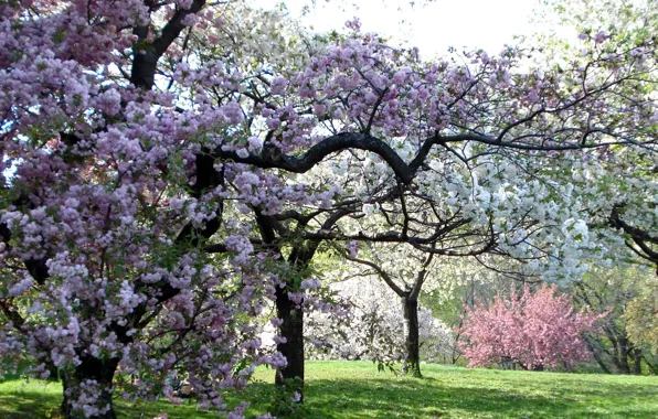 Trees, color, spring, garden, pink