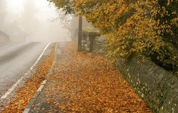 Autumn, leaves, the city, street