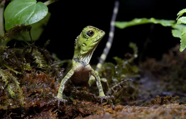 Leaves, the dark background, lizard, Agama, gonocephalus, chameleon