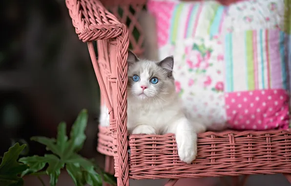 Cat, look, kitty, chair, fluffy, lies, pillow, face