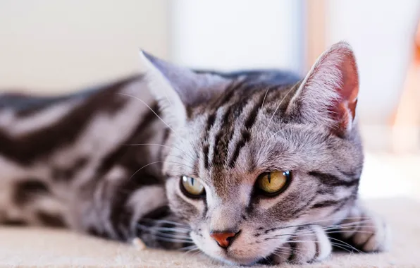Cat, eyes, cat, look, face, light, pose, grey