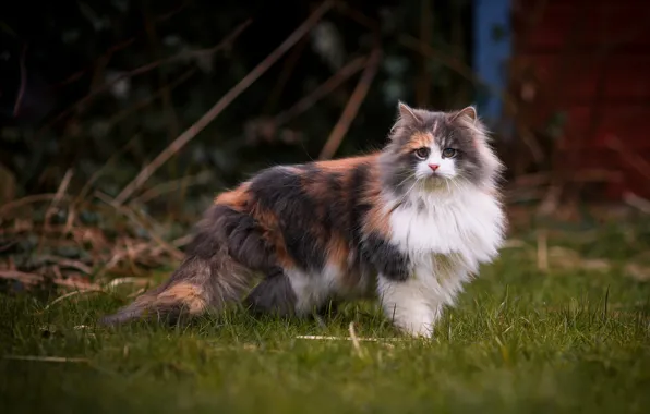 Cat, grass, cat, look, branches, glade, spring, fluffy