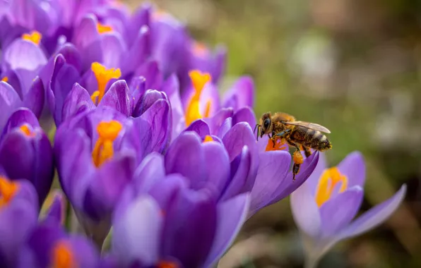 Macro, flowers, bee, spring, crocuses, lilac, bokeh