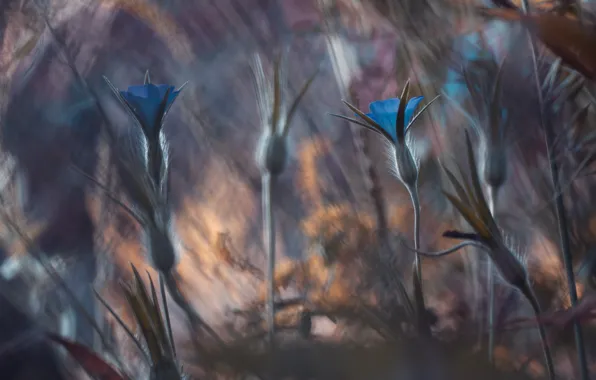 PETALS, MACRO, BUDS, STEMS