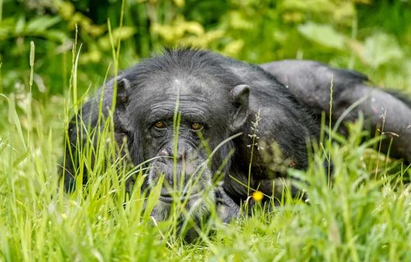 Picture grass, nature, monkey