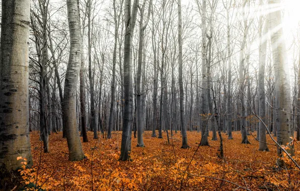 Picture autumn, forest, nature