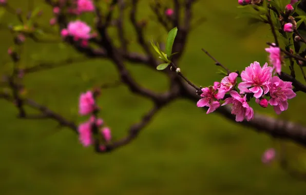 Nature, spring, Peach blossoms