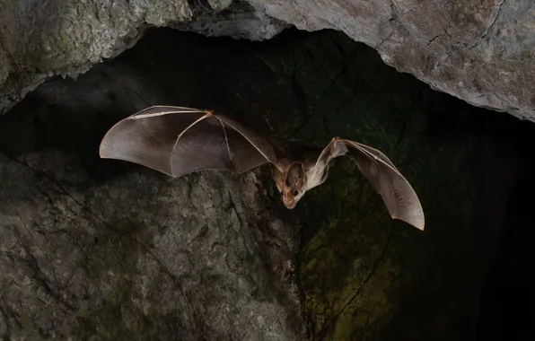 Flight, darkness, bat, cave, the grotto, arch, wingspan
