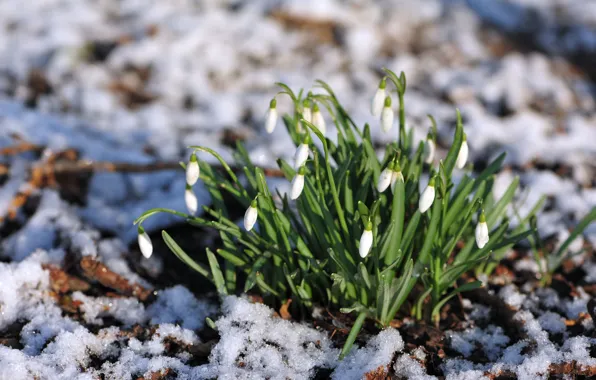 Snow, flowers, nature, tenderness, blur, snowdrops