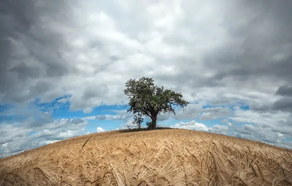 Picture field, summer, the sky, trees, ears