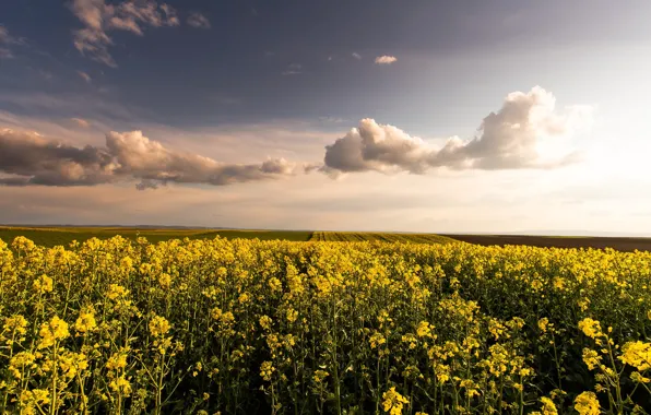 Field, summer, the sky, the sun, clouds, light, flowers, yellow