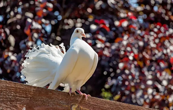 Picture nature, bird, dove, beam