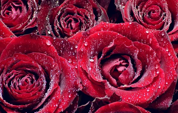 Drops, Rosa, roses