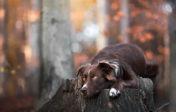 Autumn, forest, look, face, leaves, trees, branches, nature