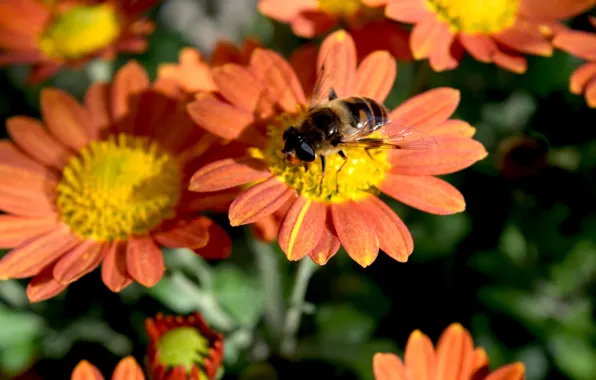 Autumn, flowers, insect, widescreen, chrysanthemum, orange petals