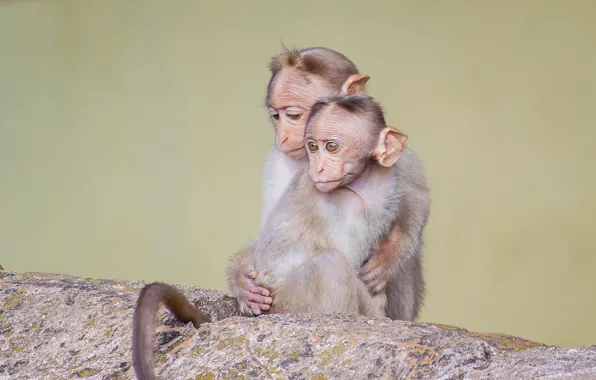 Animals, cute, wildlife, two little monkeys